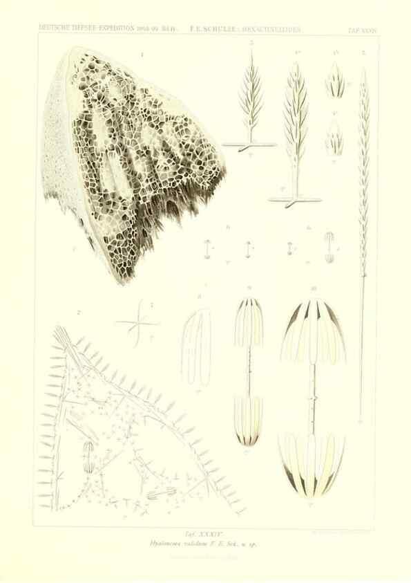 Reproducción/Reproduction 49484746436: Wissenschaftliche Ergebnisse der Deutschen Tiefsee-Expedition auf dem Dampfer ""Valdivia"" 1898-1899.. Jena,G. Fischer,1902-40.. 