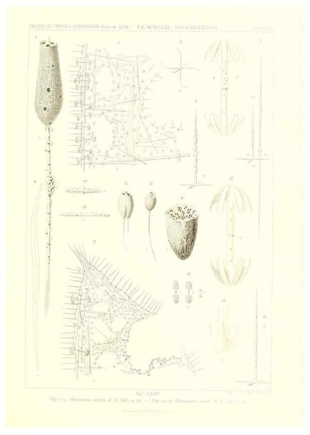 Reproducción/Reproduction 49484953442: Wissenschaftliche Ergebnisse der Deutschen Tiefsee-Expedition auf dem Dampfer ""Valdivia"" 1898-1899.. Jena,G. Fischer,1902-40.. 
