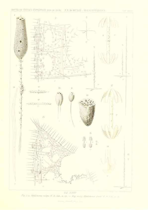 Reproducción/Reproduction 49484953442: Wissenschaftliche Ergebnisse der Deutschen Tiefsee-Expedition auf dem Dampfer ""Valdivia"" 1898-1899.. Jena,G. Fischer,1902-40.. 