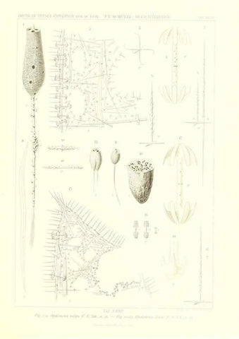 Reproducción/Reproduction 49484953442: Wissenschaftliche Ergebnisse der Deutschen Tiefsee-Expedition auf dem Dampfer ""Valdivia"" 1898-1899.. Jena,G. Fischer,1902-40.. 