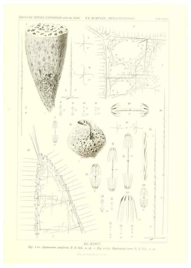 Reproducción/Reproduction 49484255603: Wissenschaftliche Ergebnisse der Deutschen Tiefsee-Expedition auf dem Dampfer ""Valdivia"" 1898-1899.. Jena,G. Fischer,1902-40.. 