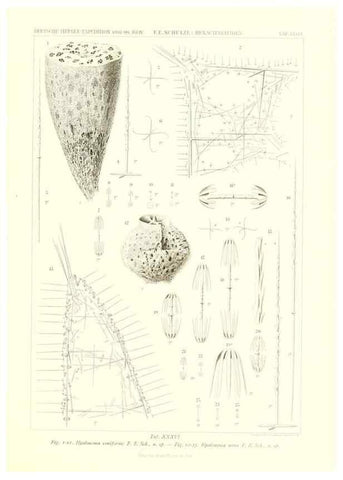 Reproducción/Reproduction 49484255603: Wissenschaftliche Ergebnisse der Deutschen Tiefsee-Expedition auf dem Dampfer ""Valdivia"" 1898-1899.. Jena,G. Fischer,1902-40.. 