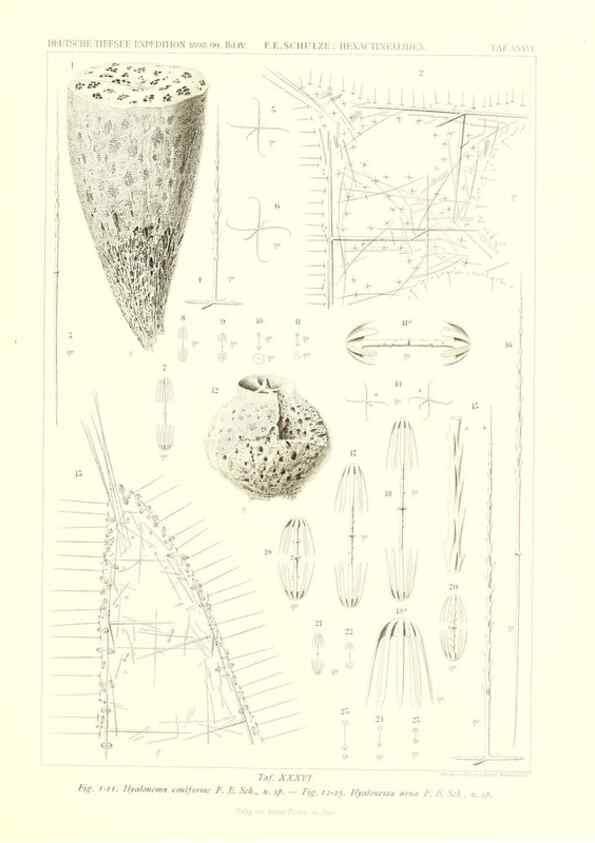 Reproducción/Reproduction 49484255603: Wissenschaftliche Ergebnisse der Deutschen Tiefsee-Expedition auf dem Dampfer ""Valdivia"" 1898-1899.. Jena,G. Fischer,1902-40.. 