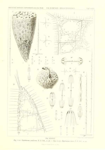 Reproducción/Reproduction 49484255603: Wissenschaftliche Ergebnisse der Deutschen Tiefsee-Expedition auf dem Dampfer ""Valdivia"" 1898-1899.. Jena,G. Fischer,1902-40.. 