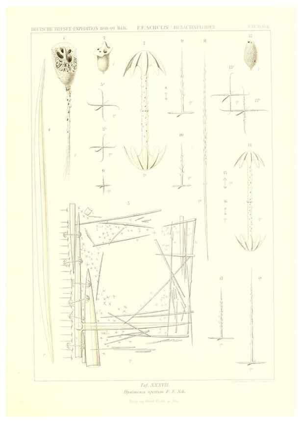Reproducción/Reproduction 49484747416: Wissenschaftliche Ergebnisse der Deutschen Tiefsee-Expedition auf dem Dampfer ""Valdivia"" 1898-1899.. Jena,G. Fischer,1902-40.. 