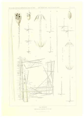 Reproducción/Reproduction 49484747416: Wissenschaftliche Ergebnisse der Deutschen Tiefsee-Expedition auf dem Dampfer ""Valdivia"" 1898-1899.. Jena,G. Fischer,1902-40.. 