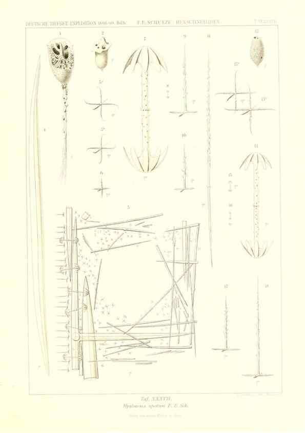Reproducción/Reproduction 49484747416: Wissenschaftliche Ergebnisse der Deutschen Tiefsee-Expedition auf dem Dampfer ""Valdivia"" 1898-1899.. Jena,G. Fischer,1902-40.. 