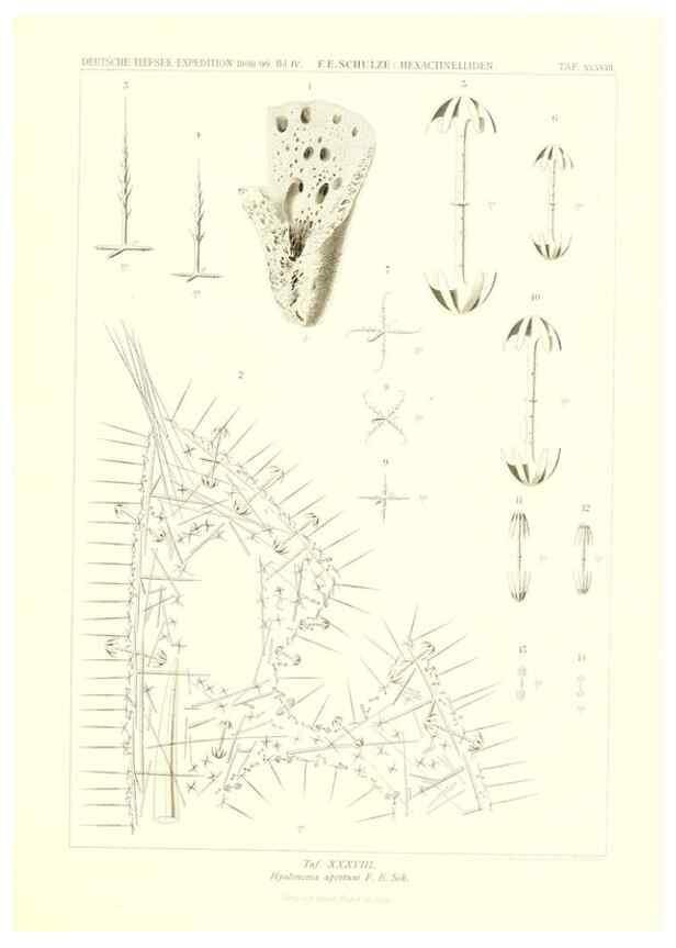 Reproducción/Reproduction 49484747716: Wissenschaftliche Ergebnisse der Deutschen Tiefsee-Expedition auf dem Dampfer ""Valdivia"" 1898-1899.. Jena,G. Fischer,1902-40.. 