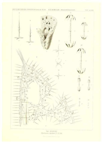 Reproducción/Reproduction 49484747716: Wissenschaftliche Ergebnisse der Deutschen Tiefsee-Expedition auf dem Dampfer ""Valdivia"" 1898-1899.. Jena,G. Fischer,1902-40.. 
