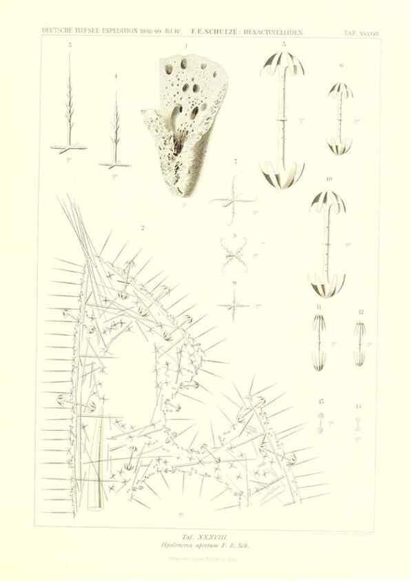 Reproducción/Reproduction 49484747716: Wissenschaftliche Ergebnisse der Deutschen Tiefsee-Expedition auf dem Dampfer ""Valdivia"" 1898-1899.. Jena,G. Fischer,1902-40.. 