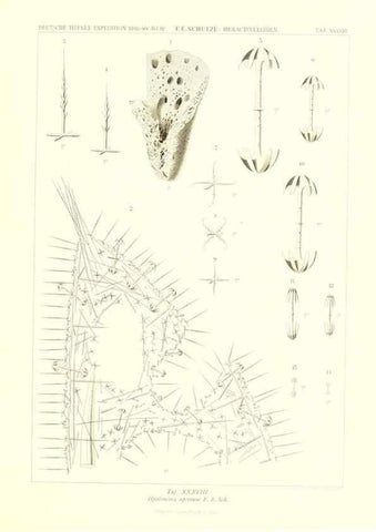 Reproducción/Reproduction 49484747716: Wissenschaftliche Ergebnisse der Deutschen Tiefsee-Expedition auf dem Dampfer ""Valdivia"" 1898-1899.. Jena,G. Fischer,1902-40.. 
