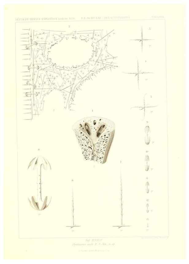 Reproducción/Reproduction 49484954842: Wissenschaftliche Ergebnisse der Deutschen Tiefsee-Expedition auf dem Dampfer ""Valdivia"" 1898-1899.. Jena,G. Fischer,1902-40.. 