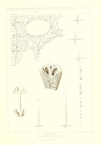 Reproducción/Reproduction 49484954842: Wissenschaftliche Ergebnisse der Deutschen Tiefsee-Expedition auf dem Dampfer ""Valdivia"" 1898-1899.. Jena,G. Fischer,1902-40.. 