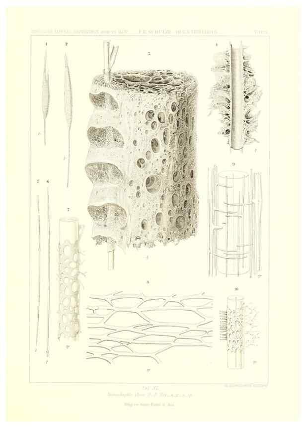 Reproducción/Reproduction 49484257063: Wissenschaftliche Ergebnisse der Deutschen Tiefsee-Expedition auf dem Dampfer ""Valdivia"" 1898-1899.. Jena,G. Fischer,1902-40.. 
