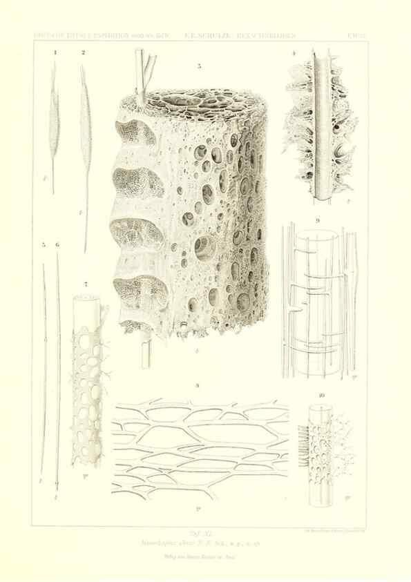 Reproducción/Reproduction 49484257063: Wissenschaftliche Ergebnisse der Deutschen Tiefsee-Expedition auf dem Dampfer ""Valdivia"" 1898-1899.. Jena,G. Fischer,1902-40.. 
