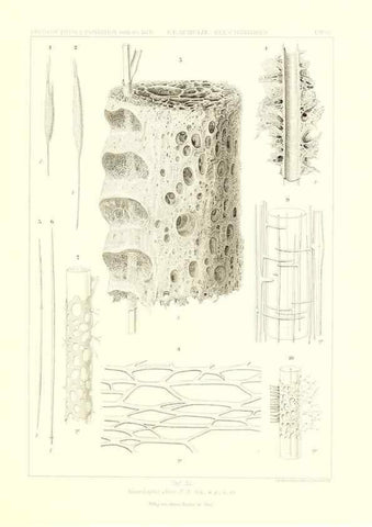 Reproducción/Reproduction 49484257063: Wissenschaftliche Ergebnisse der Deutschen Tiefsee-Expedition auf dem Dampfer ""Valdivia"" 1898-1899.. Jena,G. Fischer,1902-40.. 