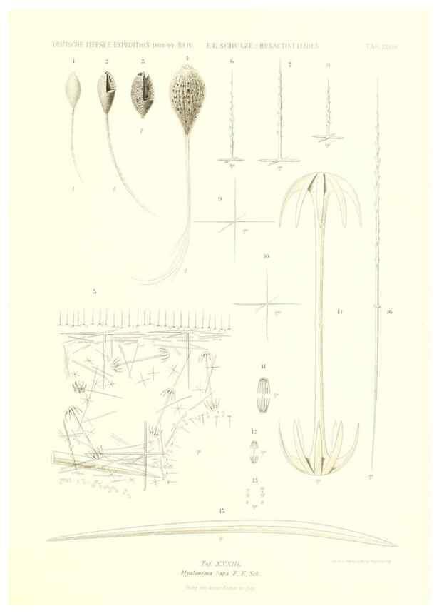 Reproducción/Reproduction 49484745996: Wissenschaftliche Ergebnisse der Deutschen Tiefsee-Expedition auf dem Dampfer ""Valdivia"" 1898-1899.. Jena,G. Fischer,1902-40.. 