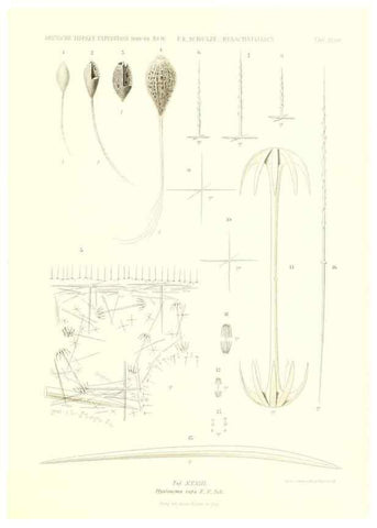 Reproducción/Reproduction 49484745996: Wissenschaftliche Ergebnisse der Deutschen Tiefsee-Expedition auf dem Dampfer ""Valdivia"" 1898-1899.. Jena,G. Fischer,1902-40.. 