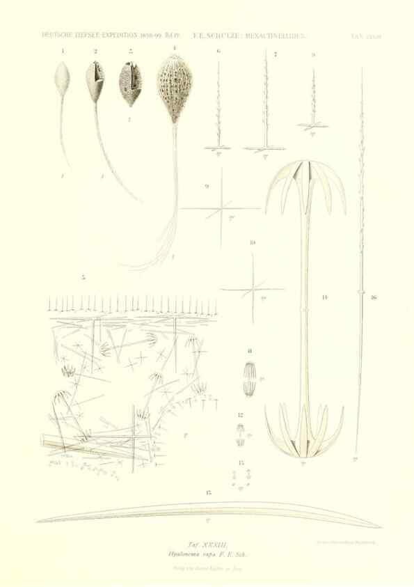 Reproducción/Reproduction 49484745996: Wissenschaftliche Ergebnisse der Deutschen Tiefsee-Expedition auf dem Dampfer ""Valdivia"" 1898-1899.. Jena,G. Fischer,1902-40.. 
