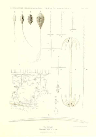 Reproducción/Reproduction 49484745996: Wissenschaftliche Ergebnisse der Deutschen Tiefsee-Expedition auf dem Dampfer ""Valdivia"" 1898-1899.. Jena,G. Fischer,1902-40.. 