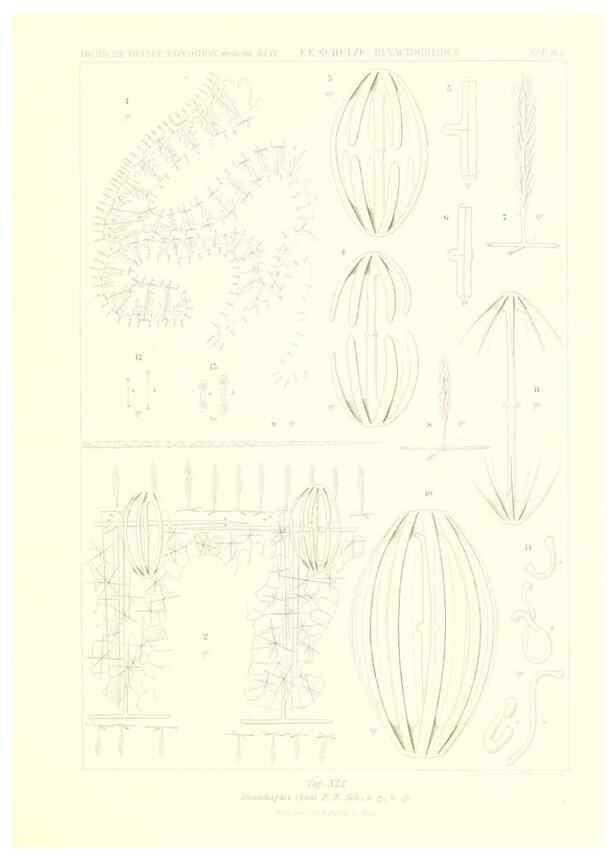 Reproducción/Reproduction 49484257363: Wissenschaftliche Ergebnisse der Deutschen Tiefsee-Expedition auf dem Dampfer ""Valdivia"" 1898-1899.. Jena,G. Fischer,1902-40.. 