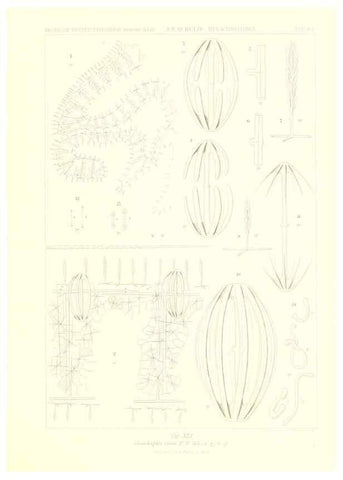 Reproducción/Reproduction 49484257363: Wissenschaftliche Ergebnisse der Deutschen Tiefsee-Expedition auf dem Dampfer ""Valdivia"" 1898-1899.. Jena,G. Fischer,1902-40.. 