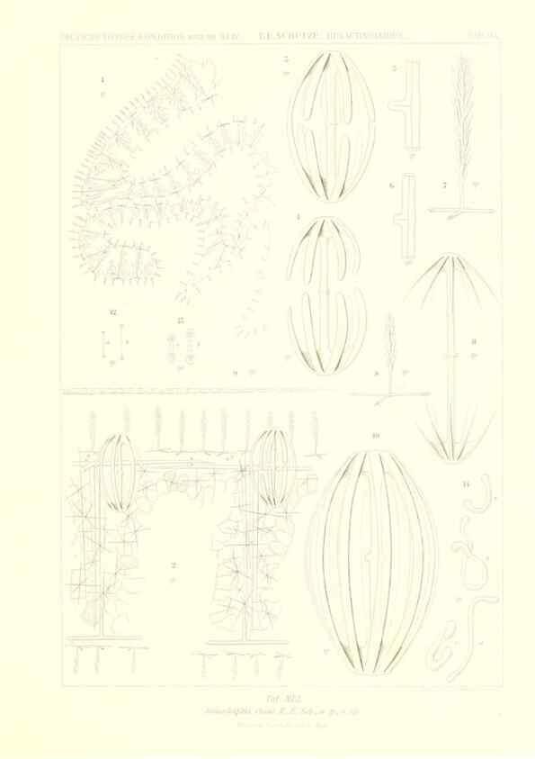 Reproducción/Reproduction 49484257363: Wissenschaftliche Ergebnisse der Deutschen Tiefsee-Expedition auf dem Dampfer ""Valdivia"" 1898-1899.. Jena,G. Fischer,1902-40.. 
