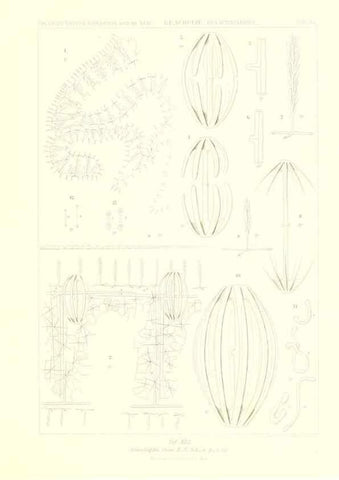 Reproducción/Reproduction 49484257363: Wissenschaftliche Ergebnisse der Deutschen Tiefsee-Expedition auf dem Dampfer ""Valdivia"" 1898-1899.. Jena,G. Fischer,1902-40.. 