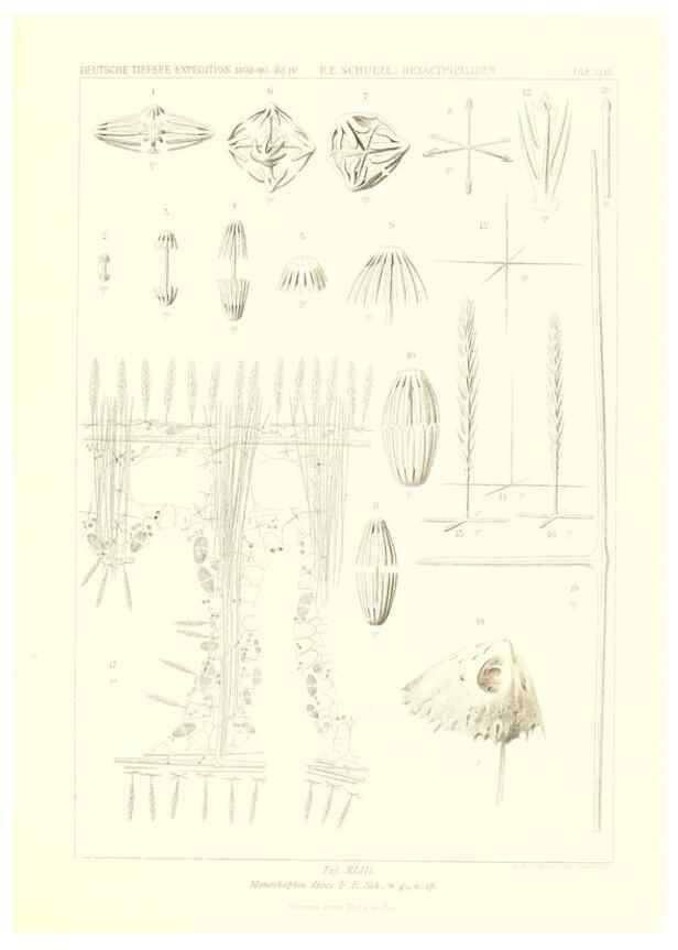 Reproducción/Reproduction 49484749496: Wissenschaftliche Ergebnisse der Deutschen Tiefsee-Expedition auf dem Dampfer ""Valdivia"" 1898-1899.. Jena,G. Fischer,1902-40.. 