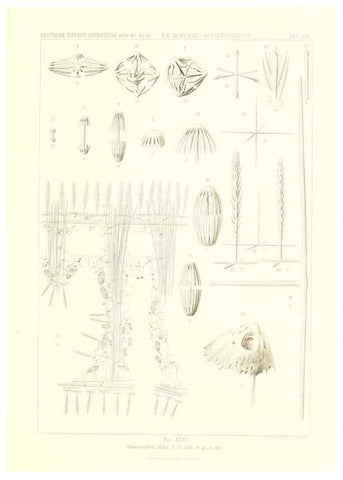 Reproducción/Reproduction 49484749496: Wissenschaftliche Ergebnisse der Deutschen Tiefsee-Expedition auf dem Dampfer ""Valdivia"" 1898-1899.. Jena,G. Fischer,1902-40.. 