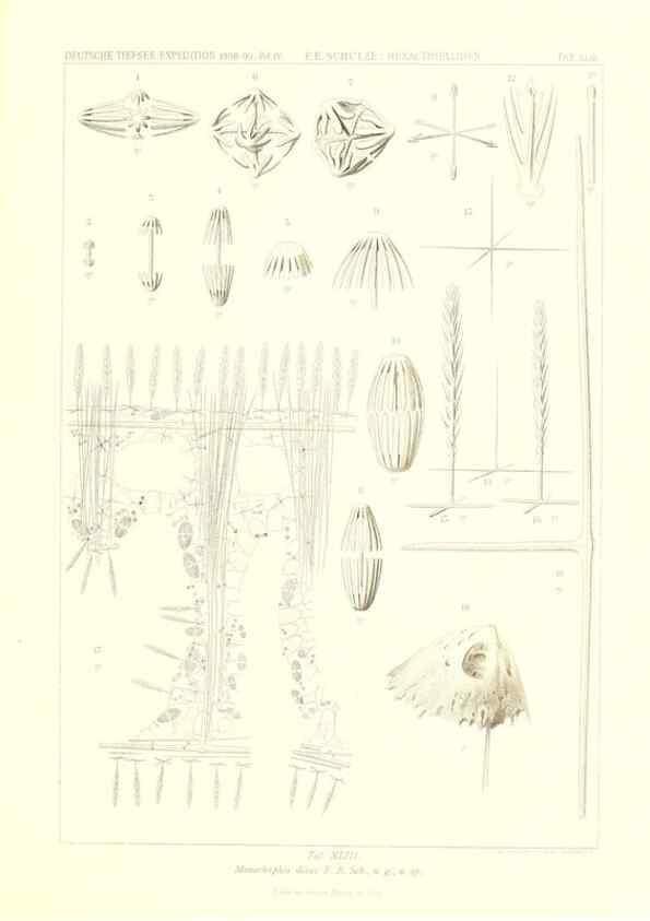 Reproducción/Reproduction 49484749496: Wissenschaftliche Ergebnisse der Deutschen Tiefsee-Expedition auf dem Dampfer ""Valdivia"" 1898-1899.. Jena,G. Fischer,1902-40.. 