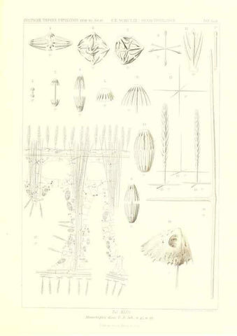 Reproducción/Reproduction 49484749496: Wissenschaftliche Ergebnisse der Deutschen Tiefsee-Expedition auf dem Dampfer ""Valdivia"" 1898-1899.. Jena,G. Fischer,1902-40.. 
