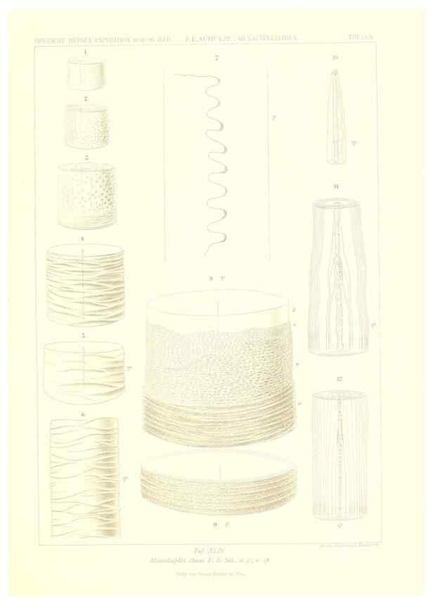 Reproducción/Reproduction 49484749906: Wissenschaftliche Ergebnisse der Deutschen Tiefsee-Expedition auf dem Dampfer ""Valdivia"" 1898-1899.. Jena,G. Fischer,1902-40.. 