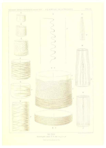 Reproducción/Reproduction 49484749906: Wissenschaftliche Ergebnisse der Deutschen Tiefsee-Expedition auf dem Dampfer ""Valdivia"" 1898-1899.. Jena,G. Fischer,1902-40.. 