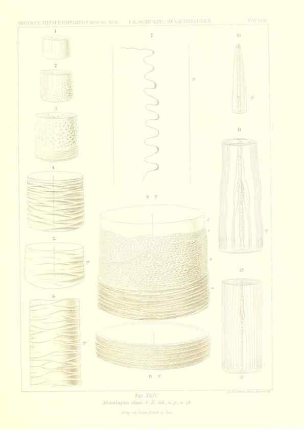 Reproducción/Reproduction 49484749906: Wissenschaftliche Ergebnisse der Deutschen Tiefsee-Expedition auf dem Dampfer ""Valdivia"" 1898-1899.. Jena,G. Fischer,1902-40.. 