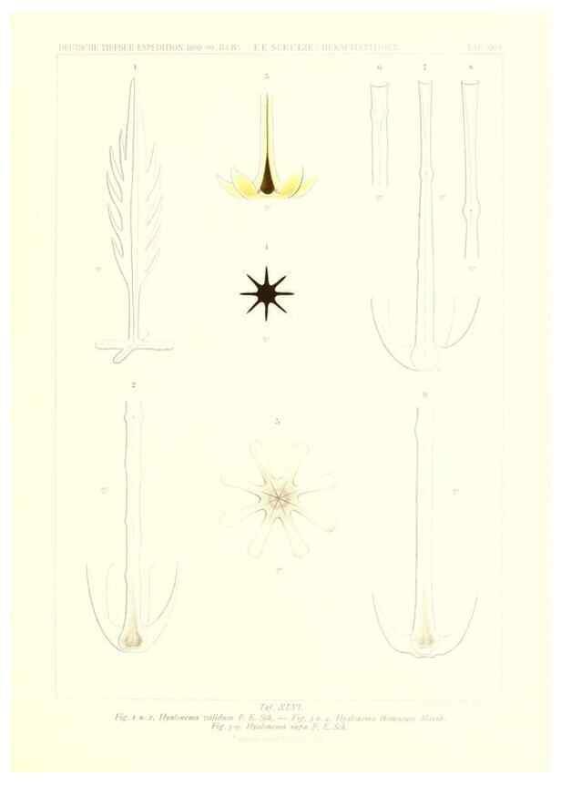 Reproducción/Reproduction 49484957537: Wissenschaftliche Ergebnisse der Deutschen Tiefsee-Expedition auf dem Dampfer ""Valdivia"" 1898-1899.. Jena,G. Fischer,1902-40.. 