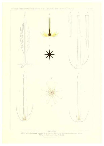 Reproducción/Reproduction 49484957537: Wissenschaftliche Ergebnisse der Deutschen Tiefsee-Expedition auf dem Dampfer ""Valdivia"" 1898-1899.. Jena,G. Fischer,1902-40.. 