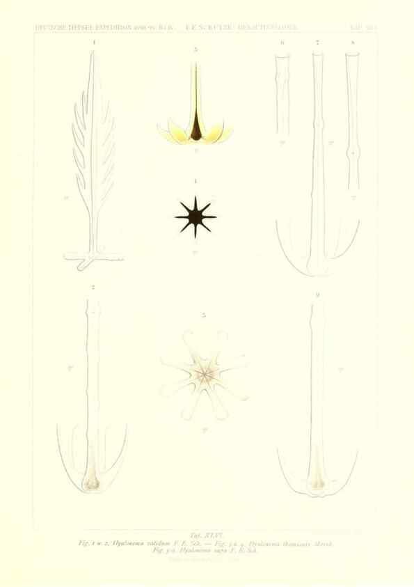 Reproducción/Reproduction 49484957537: Wissenschaftliche Ergebnisse der Deutschen Tiefsee-Expedition auf dem Dampfer ""Valdivia"" 1898-1899.. Jena,G. Fischer,1902-40.. 