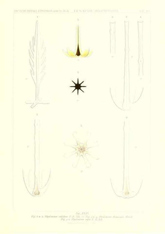 Reproducción/Reproduction 49484957537: Wissenschaftliche Ergebnisse der Deutschen Tiefsee-Expedition auf dem Dampfer ""Valdivia"" 1898-1899.. Jena,G. Fischer,1902-40.. 