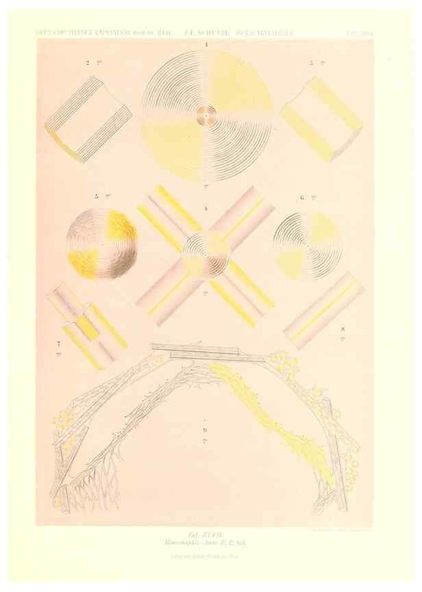 Reproducción/Reproduction 49484750946: Wissenschaftliche Ergebnisse der Deutschen Tiefsee-Expedition auf dem Dampfer ""Valdivia"" 1898-1899.. Jena,G. Fischer,1902-40.. 