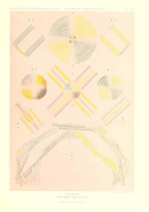 Reproducción/Reproduction 49484750946: Wissenschaftliche Ergebnisse der Deutschen Tiefsee-Expedition auf dem Dampfer ""Valdivia"" 1898-1899.. Jena,G. Fischer,1902-40.. 