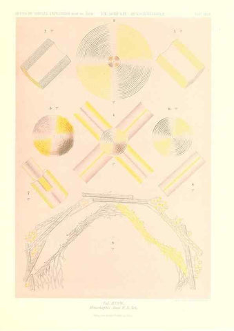 Reproducción/Reproduction 49484750946: Wissenschaftliche Ergebnisse der Deutschen Tiefsee-Expedition auf dem Dampfer ""Valdivia"" 1898-1899.. Jena,G. Fischer,1902-40.. 