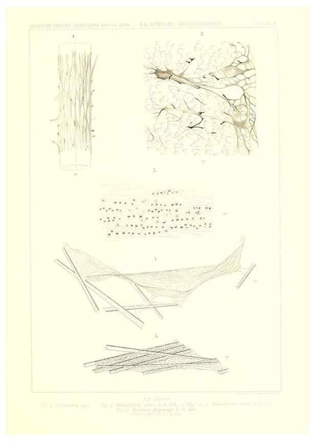 Reproducción/Reproduction 49484751226: Wissenschaftliche Ergebnisse der Deutschen Tiefsee-Expedition auf dem Dampfer ""Valdivia"" 1898-1899.. Jena,G. Fischer,1902-40.. 