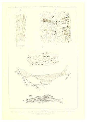 Reproducción/Reproduction 49484751226: Wissenschaftliche Ergebnisse der Deutschen Tiefsee-Expedition auf dem Dampfer ""Valdivia"" 1898-1899.. Jena,G. Fischer,1902-40.. 