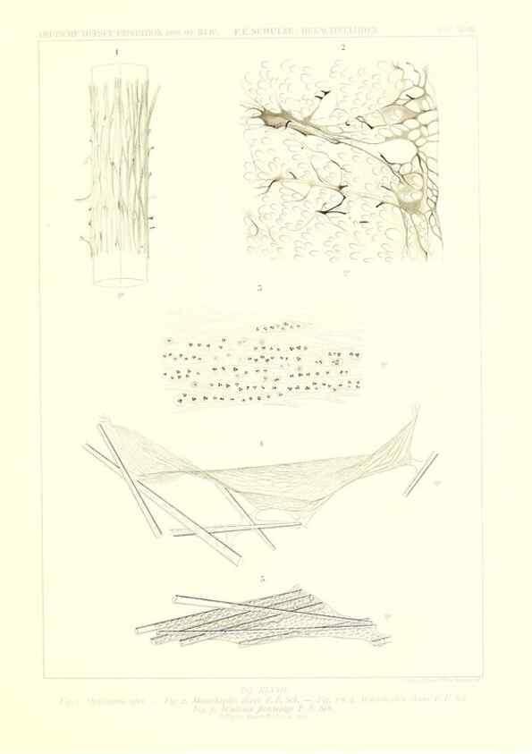 Reproducción/Reproduction 49484751226: Wissenschaftliche Ergebnisse der Deutschen Tiefsee-Expedition auf dem Dampfer ""Valdivia"" 1898-1899.. Jena,G. Fischer,1902-40.. 