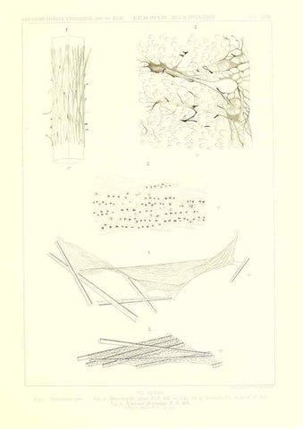 Reproducción/Reproduction 49484751226: Wissenschaftliche Ergebnisse der Deutschen Tiefsee-Expedition auf dem Dampfer ""Valdivia"" 1898-1899.. Jena,G. Fischer,1902-40.. 