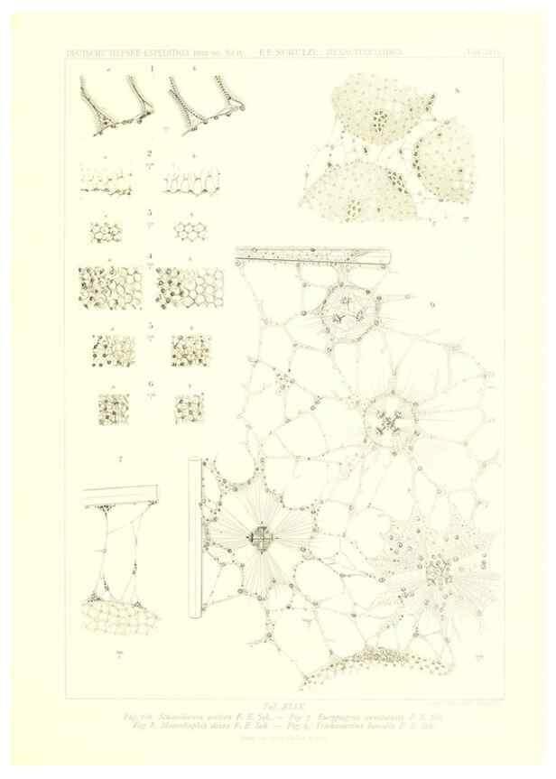Reproducción/Reproduction 49484259933: Wissenschaftliche Ergebnisse der Deutschen Tiefsee-Expedition auf dem Dampfer ""Valdivia"" 1898-1899.. Jena,G. Fischer,1902-40.. 