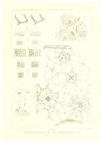 Reproducción/Reproduction 49484259933: Wissenschaftliche Ergebnisse der Deutschen Tiefsee-Expedition auf dem Dampfer ""Valdivia"" 1898-1899.. Jena,G. Fischer,1902-40.. 