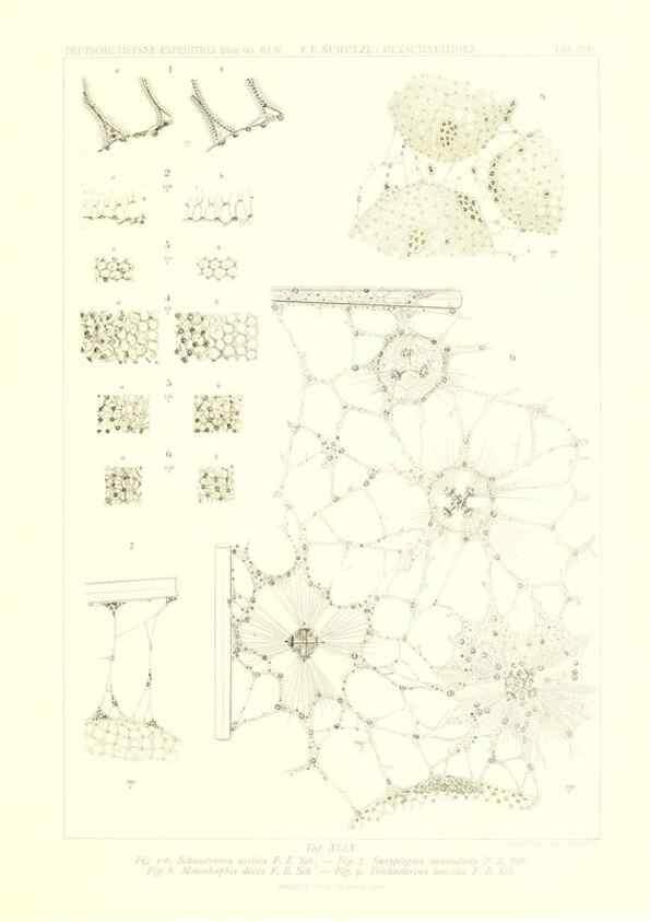 Reproducción/Reproduction 49484259933: Wissenschaftliche Ergebnisse der Deutschen Tiefsee-Expedition auf dem Dampfer ""Valdivia"" 1898-1899.. Jena,G. Fischer,1902-40.. 