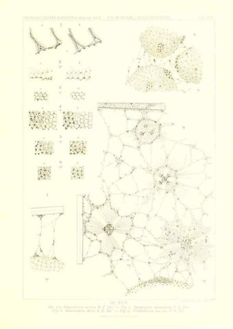 Reproducción/Reproduction 49484259933: Wissenschaftliche Ergebnisse der Deutschen Tiefsee-Expedition auf dem Dampfer ""Valdivia"" 1898-1899.. Jena,G. Fischer,1902-40.. 